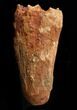 Beastly Spinosaurus Tooth - Monster Tooth #34525-1